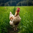 Куры-несушки